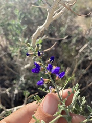 Psorothamnus arborescens