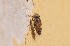 Eristalinus taeniops