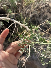 Psorothamnus arborescens