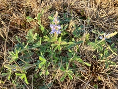Lupinus subcarnosus