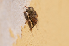 Eristalinus taeniops