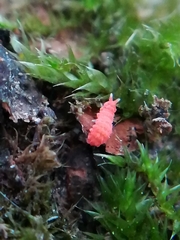 Bilobella braunerae