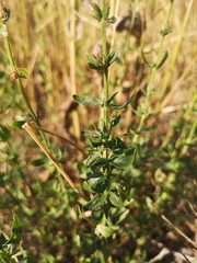 Hyssopus officinalis