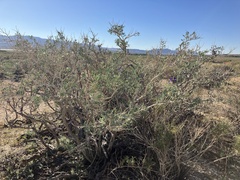 Psorothamnus arborescens