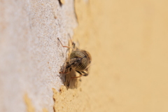 Eristalinus taeniops