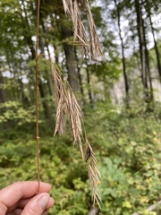 Bromus benekenii