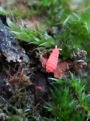 Bilobella braunerae