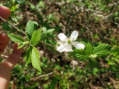Rubus pensilvanicus