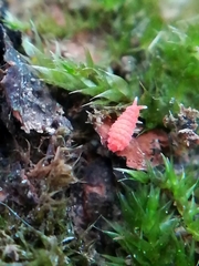 Bilobella braunerae