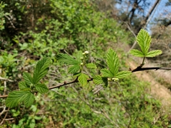 Rubus pensilvanicus
