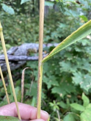 Bromus benekenii