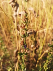 Hyssopus officinalis