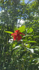 Hibiscus rosa-sinensis