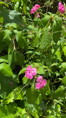 Impatiens walleriana