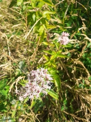 Eupatorium cannabinum