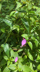 Arthrostemma ciliatum