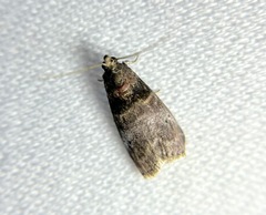 Acrobasis angusella