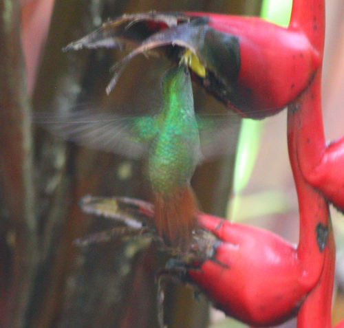 Amazilia tzacatl