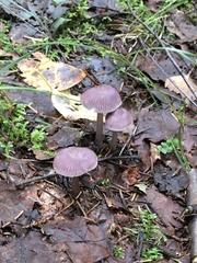 Mycena
