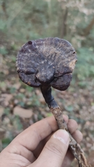 Ganoderma sinense