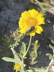 Acmaeodera rubronotata