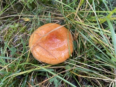 Lactarius porniniae