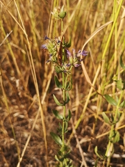 Hyssopus officinalis