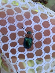 Gastrophysa polygoni