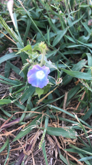 Ipomoea hederacea