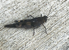 Trimerotropis fontana