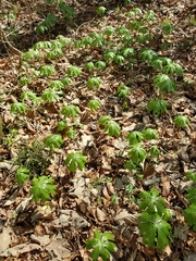 Podophyllum peltatum