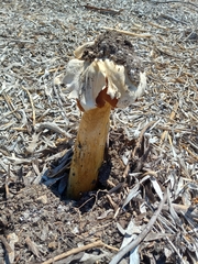 Battarrea phalloides