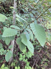 Alnus rubra