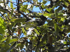 Setophaga nigrescens