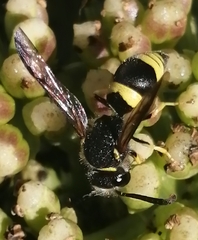Ancistrocerus biphaleratus
