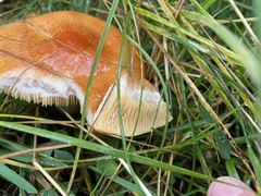Lactarius porniniae