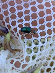 Gastrophysa polygoni