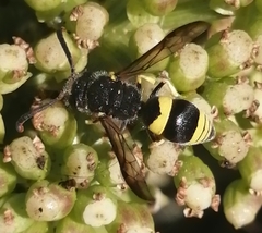Ancistrocerus biphaleratus