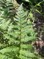 Athyrium asplenioides