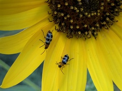 Paranapiacaba tricincta