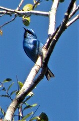 Dacnis cayana