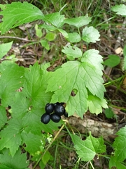 Actaea spicata