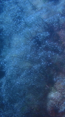 Pennaria disticha