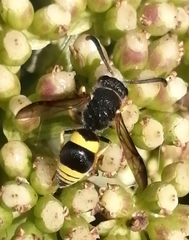 Ancistrocerus biphaleratus