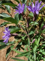 Lactuca tatarica
