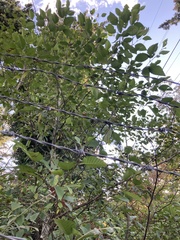 Alnus rubra