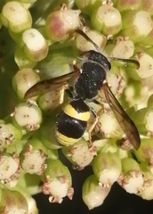 Ancistrocerus biphaleratus