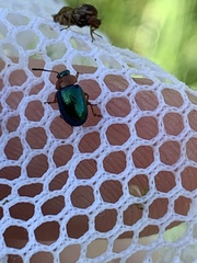Gastrophysa polygoni