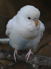 Melopsittacus undulatus
