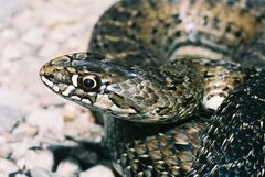 Malpolon monspessulanus